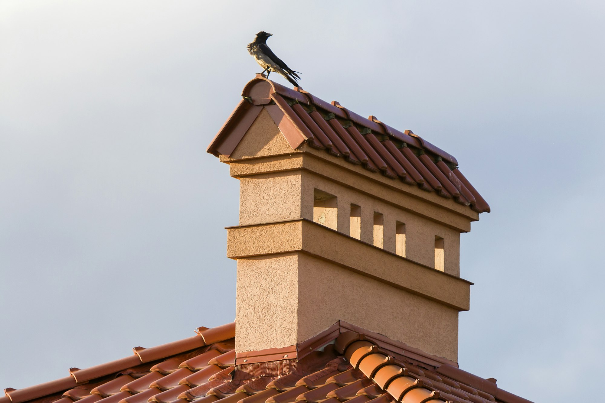 Close-up view of bird sitting on top of high plastered chimney